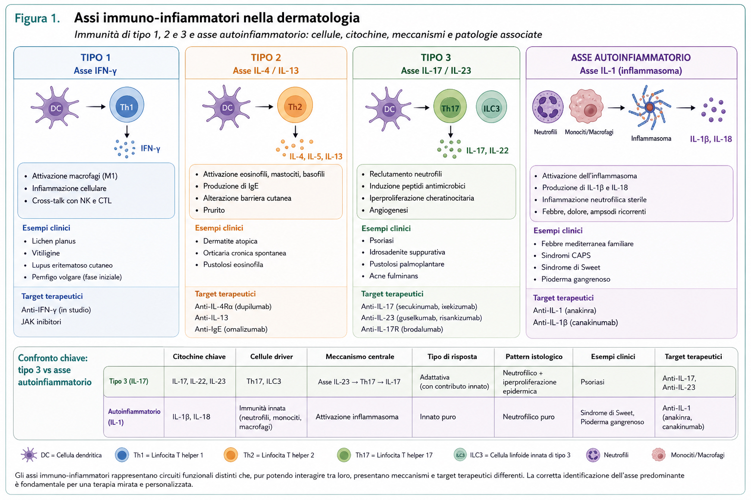 Assi immuno-infiammatori in dermatologia: tipo 1, tipo 2, tipo 3 e asse autoinfiammatorio