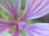 Fiore2.jpg (31964 byte)