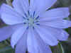 Fiore.jpg (50381 byte)