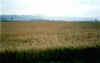 Giarola_Estate.jpg (66136 byte)