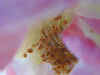 Rosa2_macro.jpg (28199 byte)