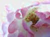 Rosa.jpg (33070 byte)