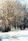 Schia_Inverno2.jpg (182548 byte)