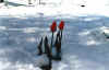 Tulipani.jpg (62206 byte)