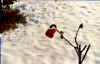 Ultima_rosa.jpg (68715 byte)